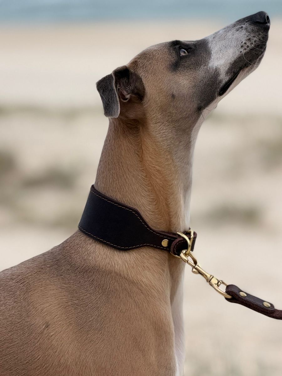 Mouse the whippet on the beach in a dark leather collar